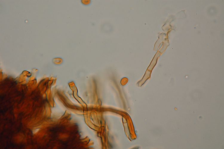 Phylloporia ribis